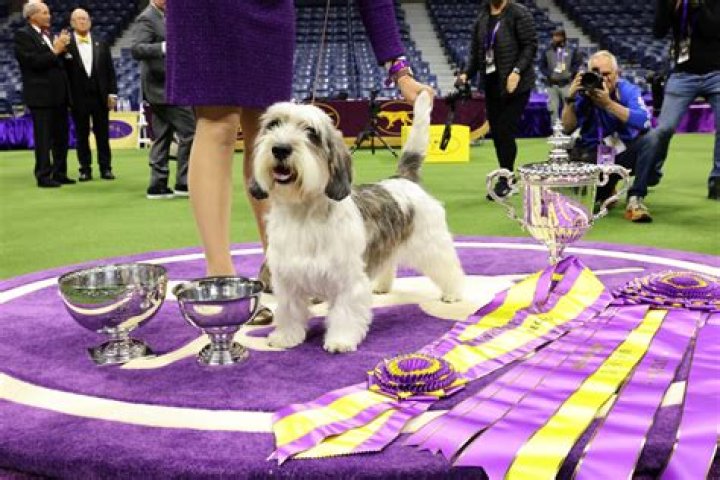 Westminster Dog Show 2015 — Pics Of The Pups